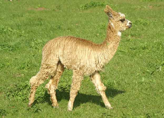 alpaka-suri 